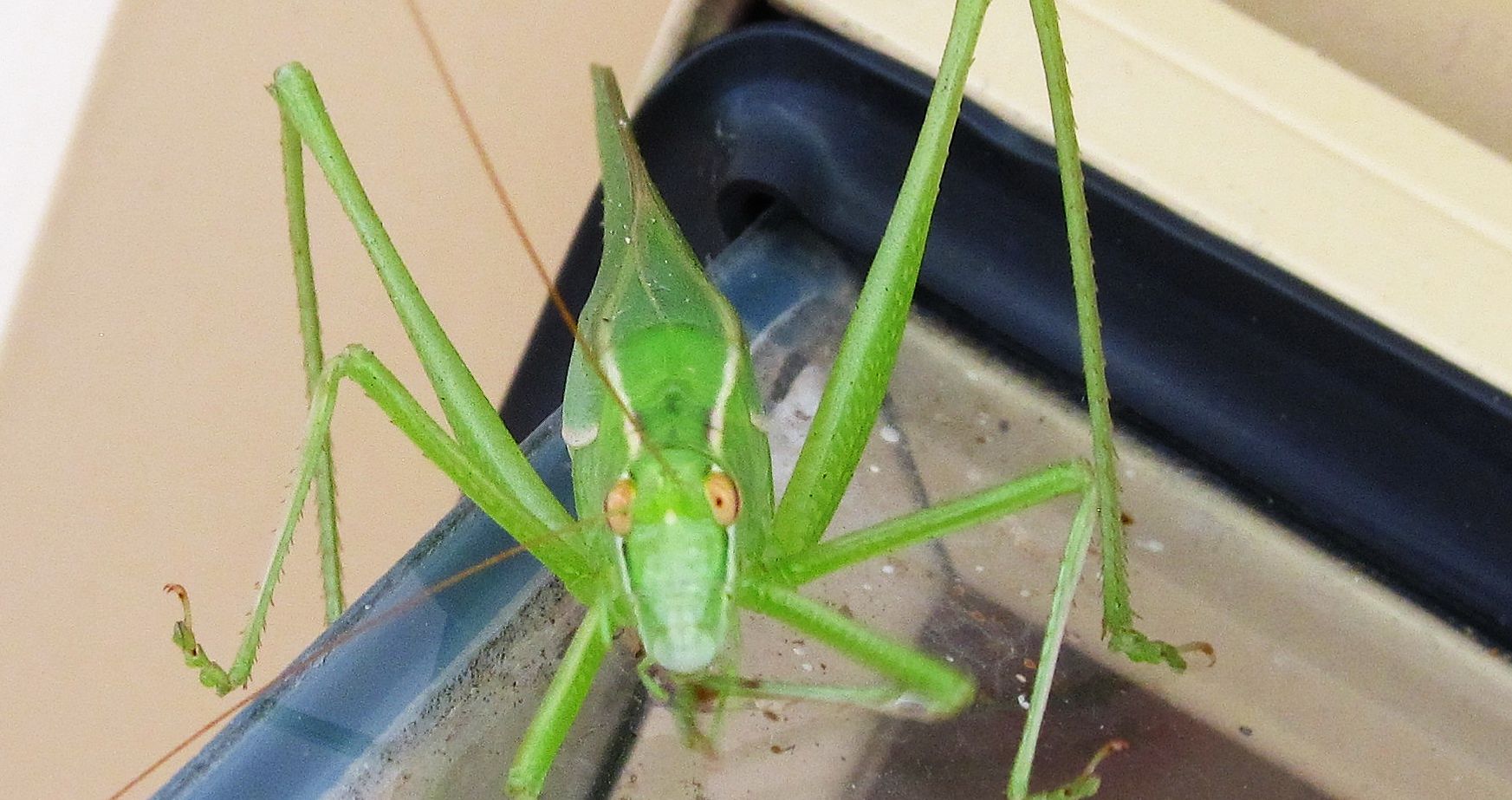 Cavallette australiane