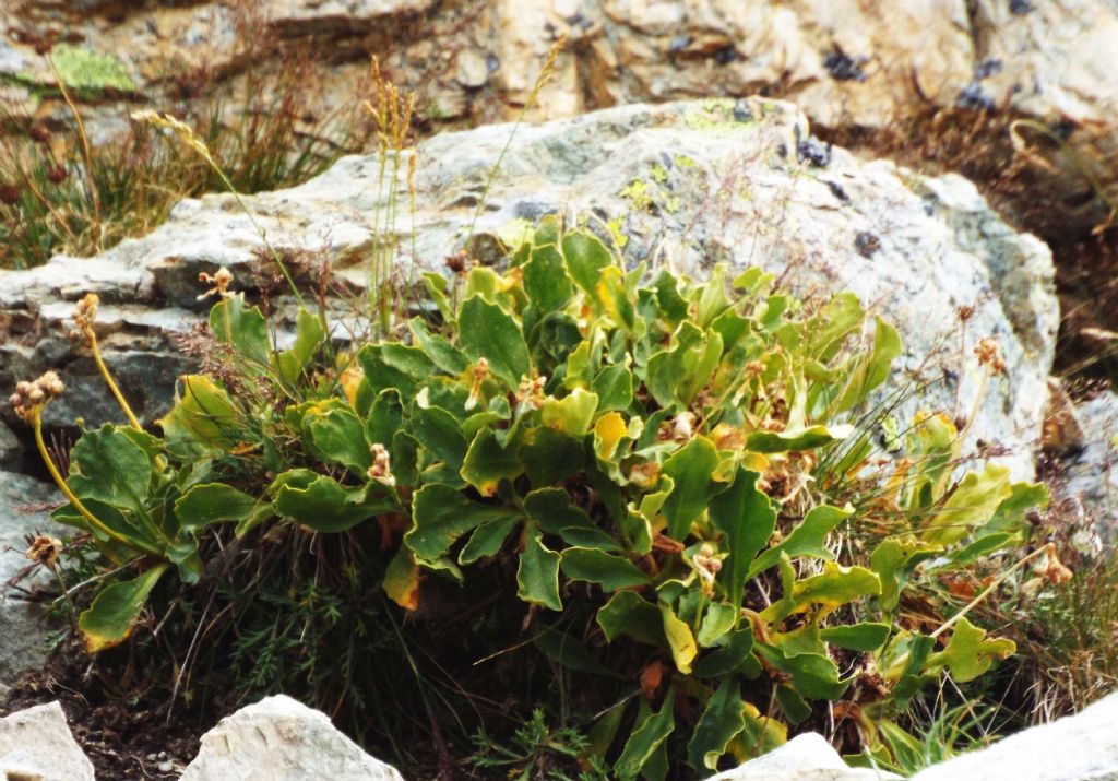 Primula da identificare