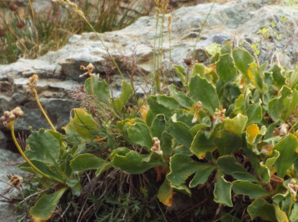 Primula da identificare