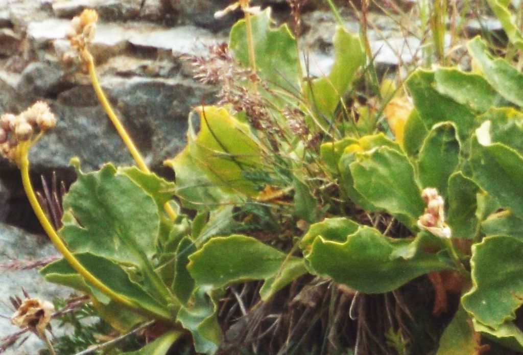 Primula da identificare