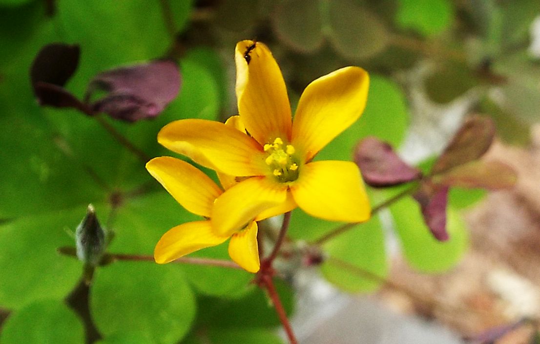 Quale Oxalis ?  Oxalis corniculata