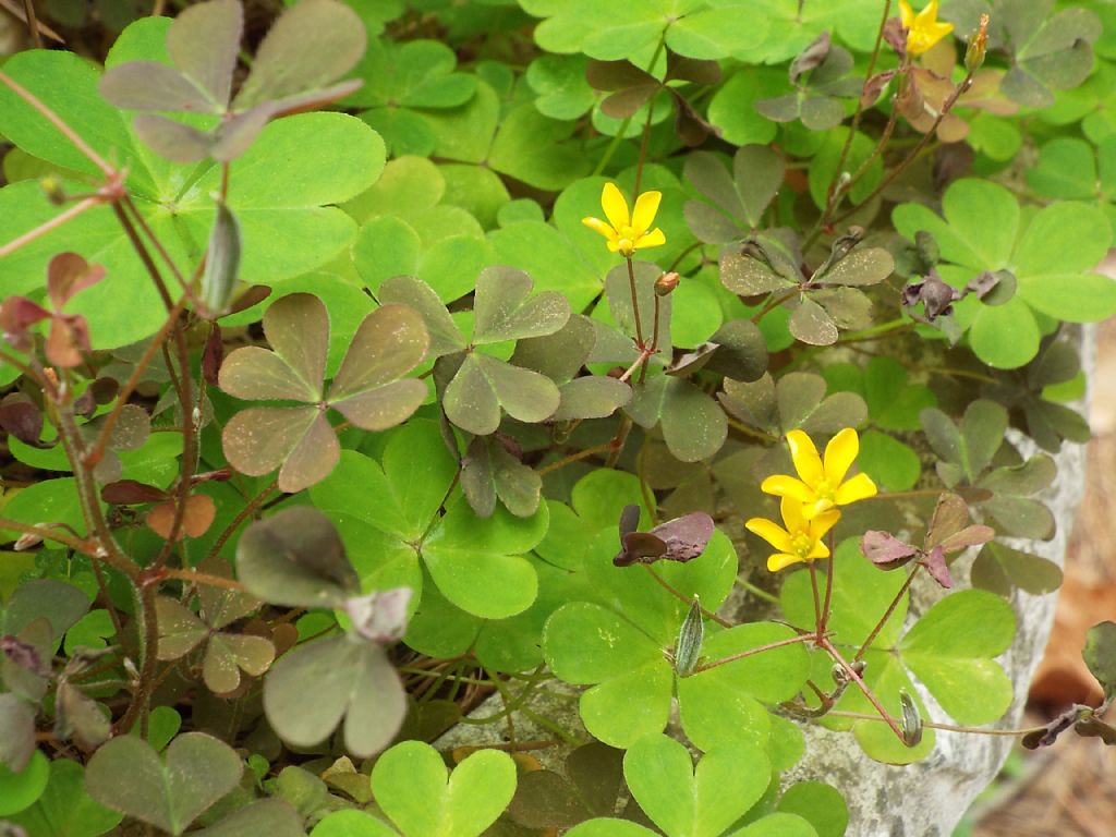 Quale Oxalis ?  Oxalis corniculata