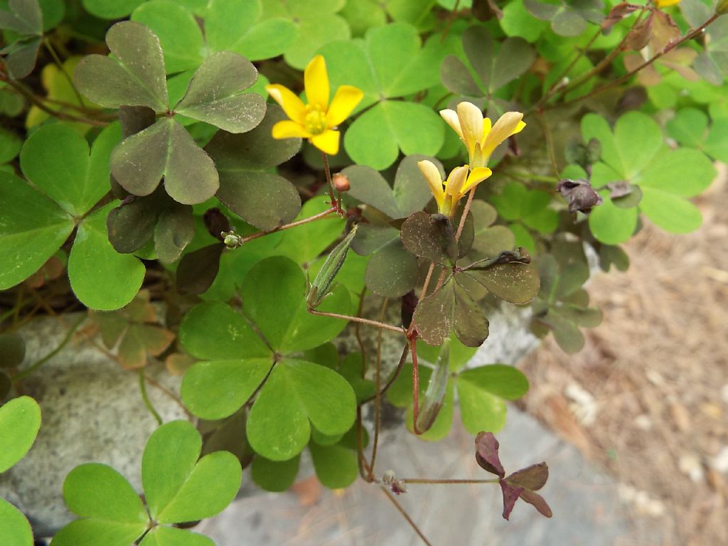 Quale Oxalis ?  Oxalis corniculata