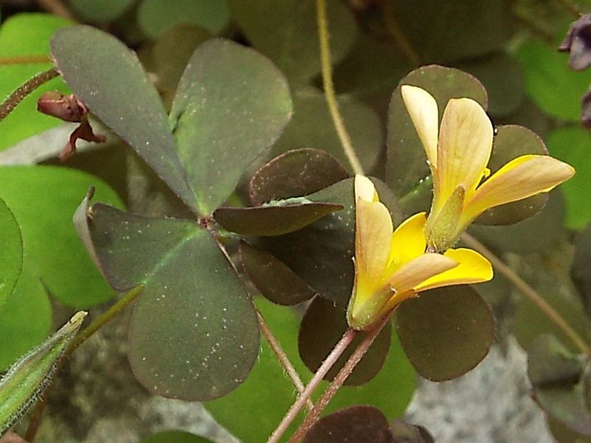 Quale Oxalis ?  Oxalis corniculata