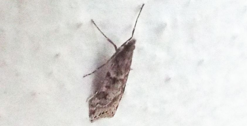 Da identificare - Eudonia angustea, Crambidae