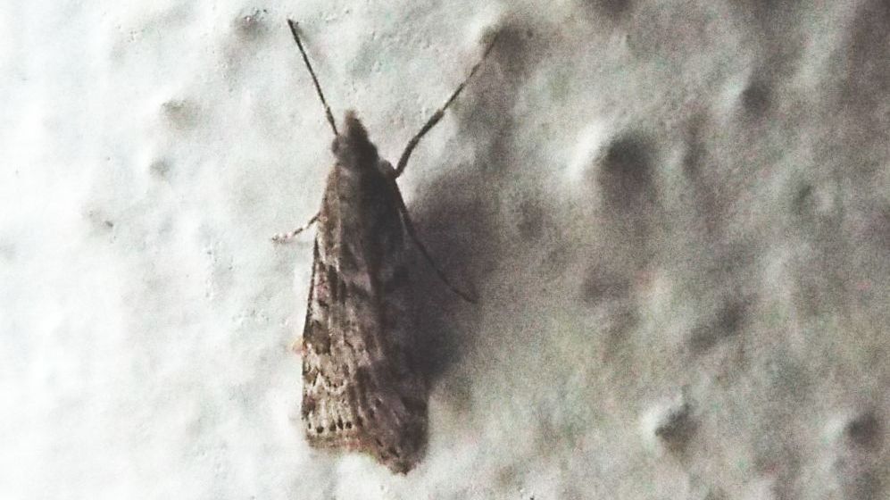 Da identificare - Eudonia angustea, Crambidae