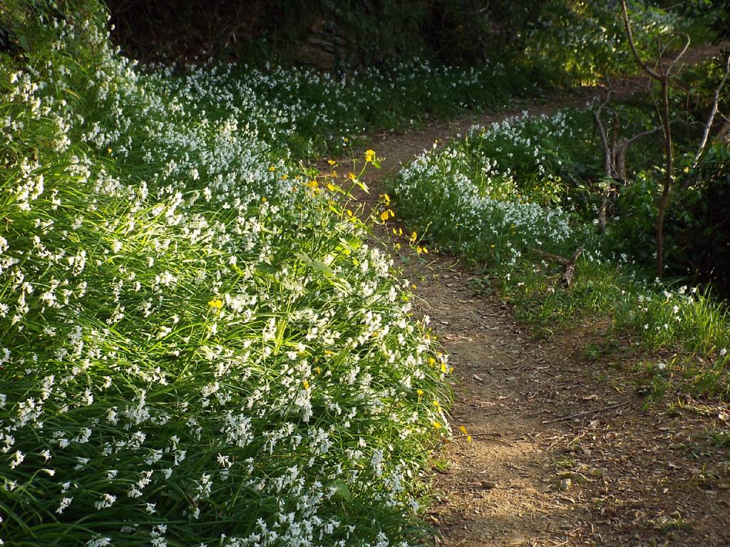 Allium triquetrum  (Asparagales - Amaryllidaceae)