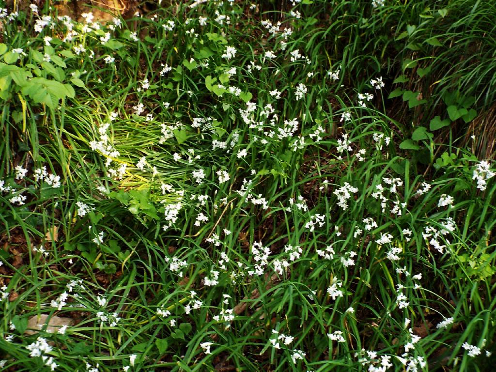 Allium triquetrum  (Asparagales - Amaryllidaceae)