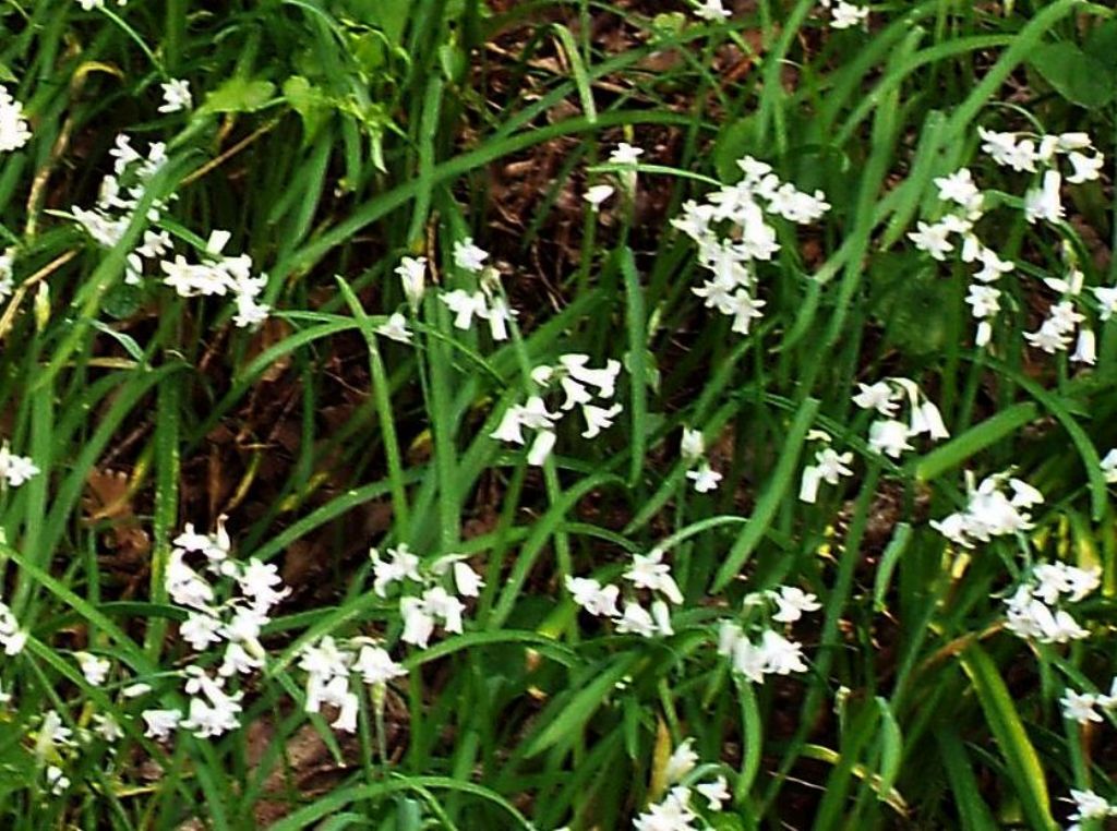 Allium triquetrum  (Asparagales - Amaryllidaceae)