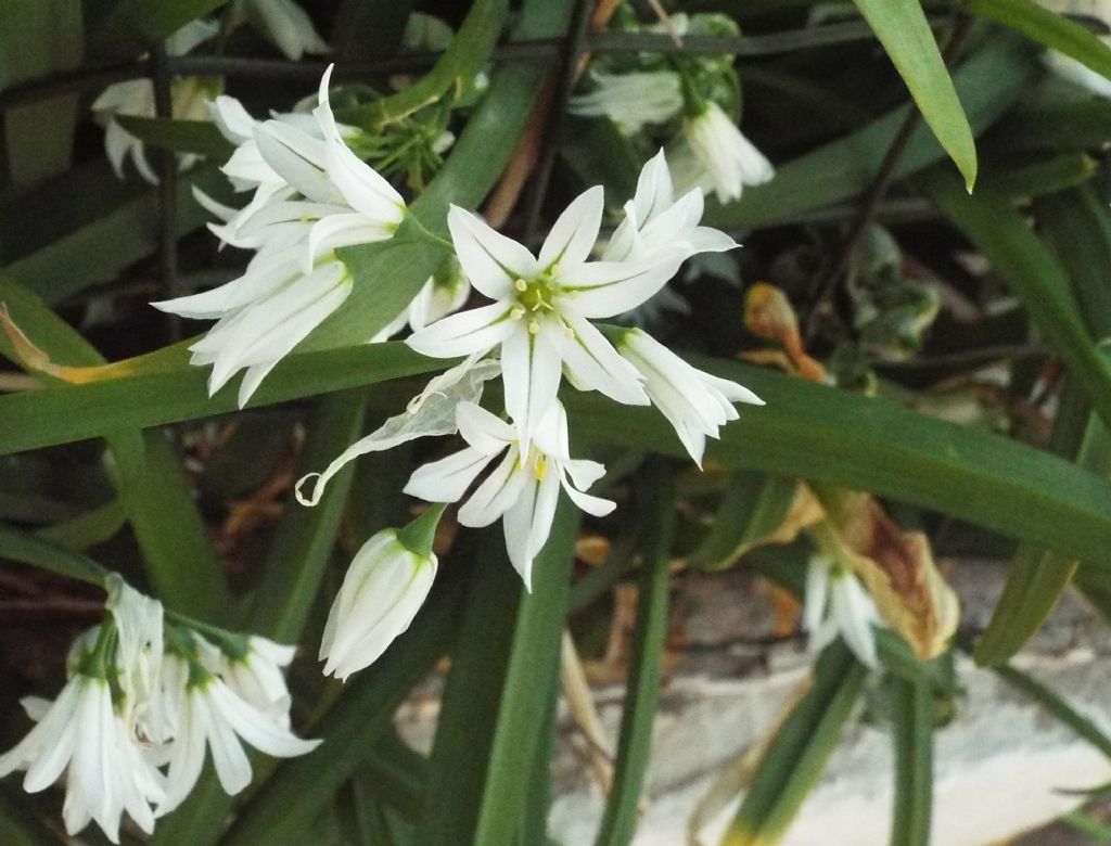 Allium triquetrum  (Asparagales - Amaryllidaceae)