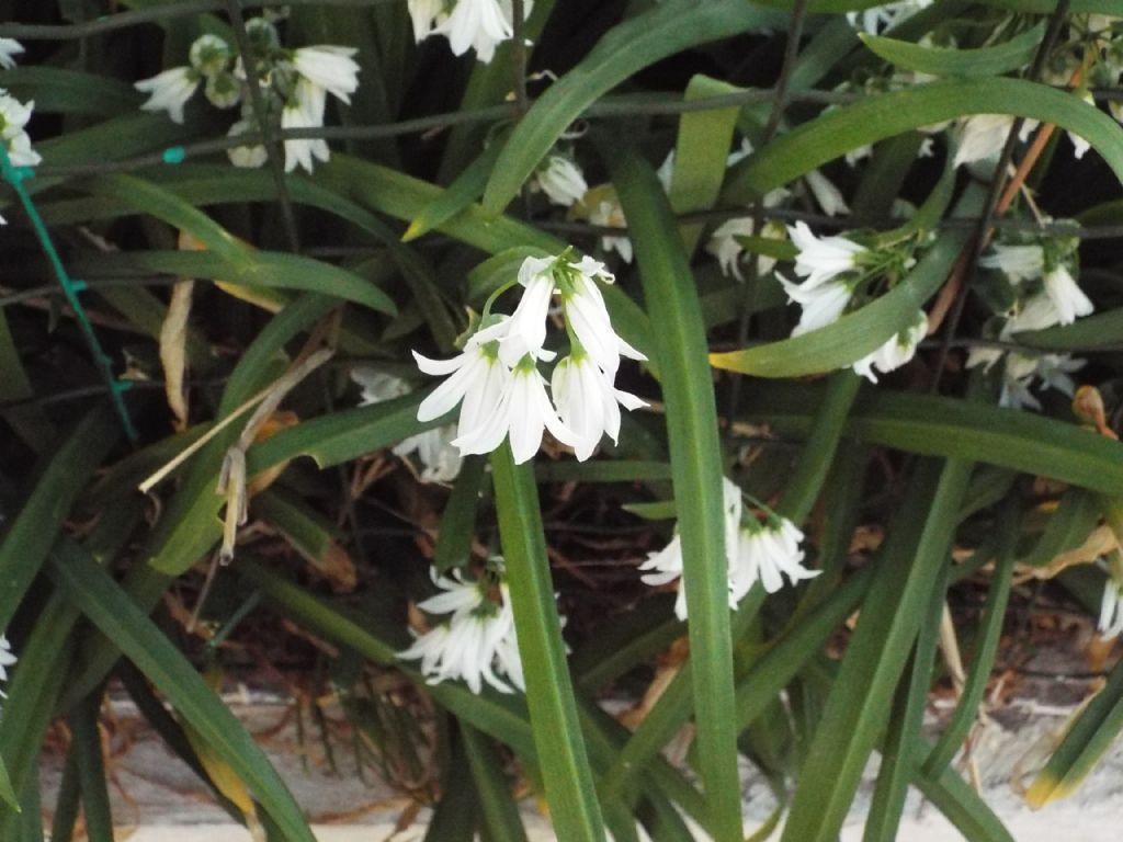 Allium triquetrum  (Asparagales - Amaryllidaceae)