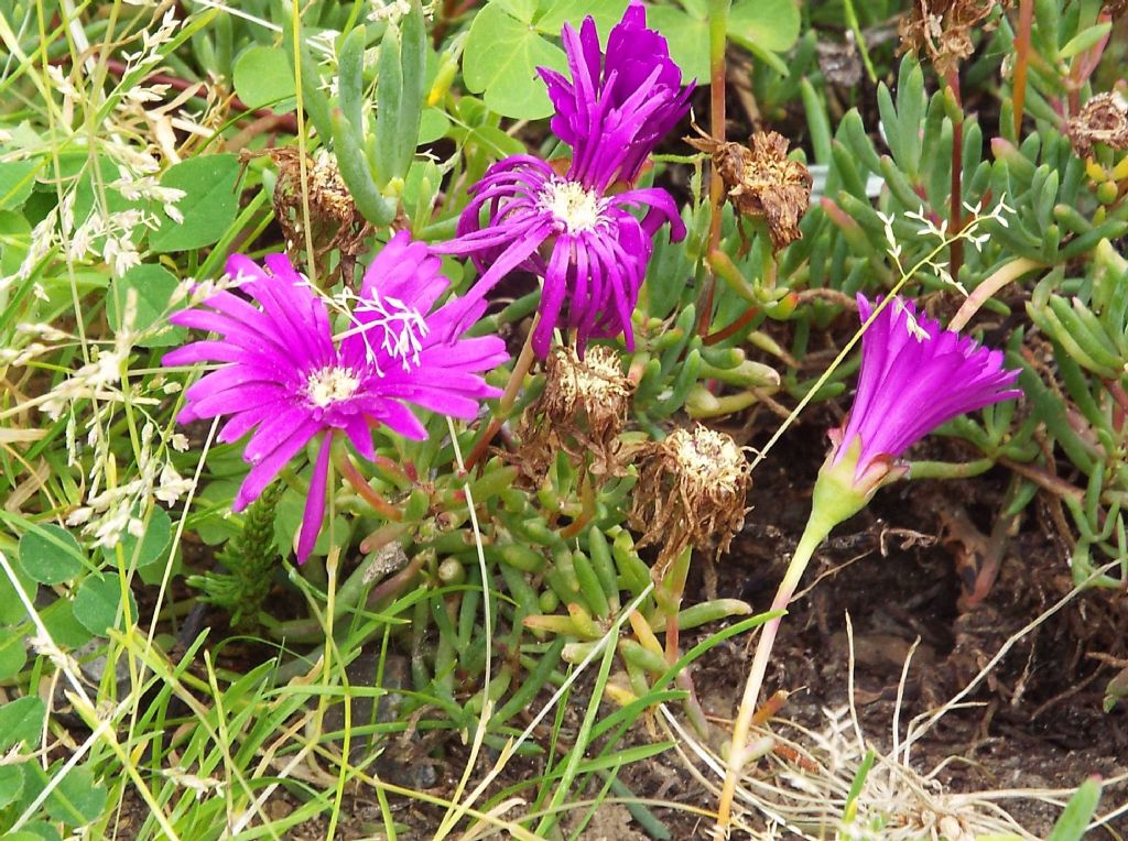 Delosperma cooperi (Caryophyllales - Aizoaceae)