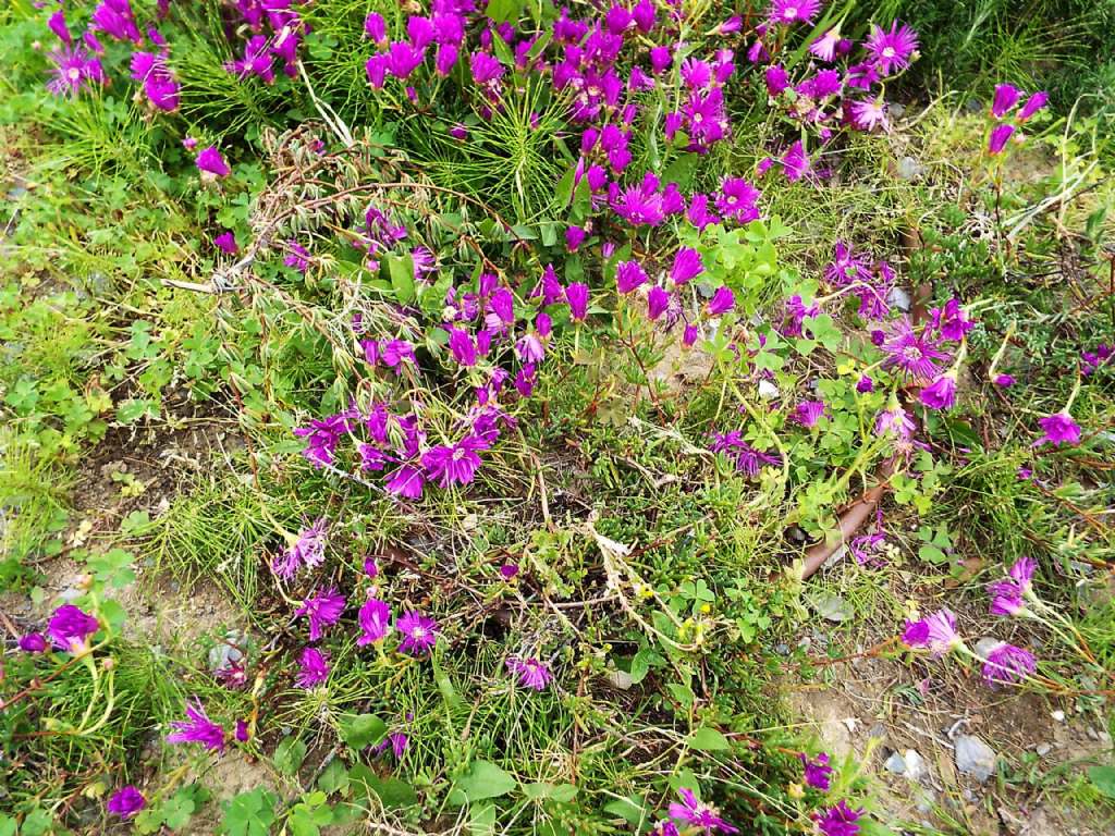 Delosperma cooperi (Caryophyllales - Aizoaceae)