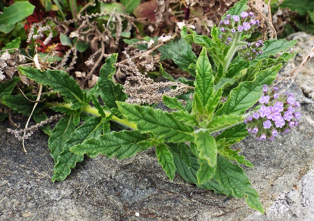 Heliotropium amplexicaule / Eliotropio purpureo