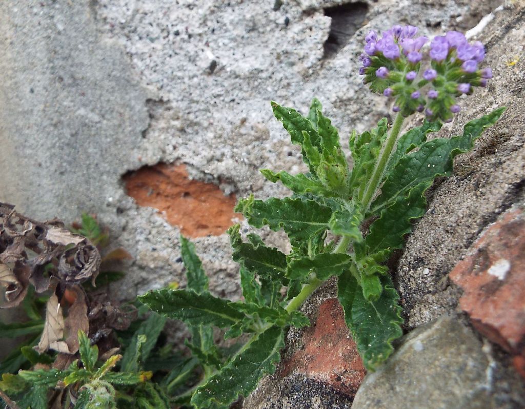 Heliotropium amplexicaule / Eliotropio purpureo