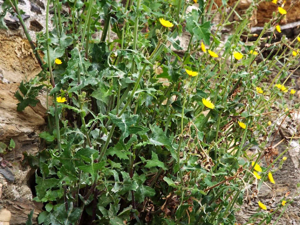 Sonchus oleraceus (Asteraceae)