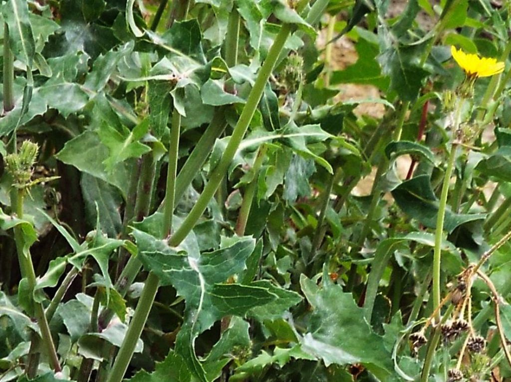 Sonchus oleraceus (Asteraceae)