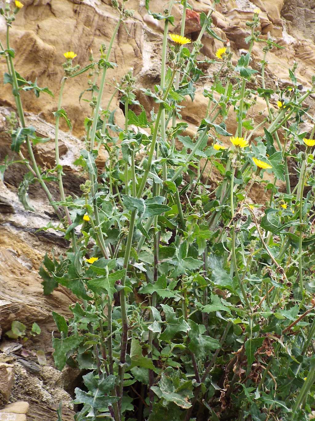 Sonchus oleraceus (Asteraceae)