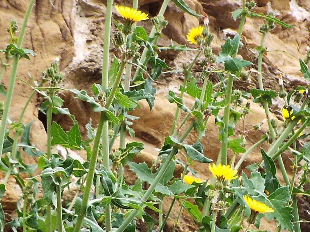 Sonchus oleraceus (Asteraceae)