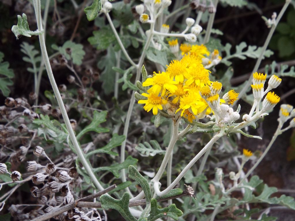 Asteracea: Jacobaea maritima