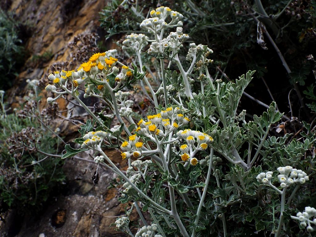 Asteracea: Jacobaea maritima