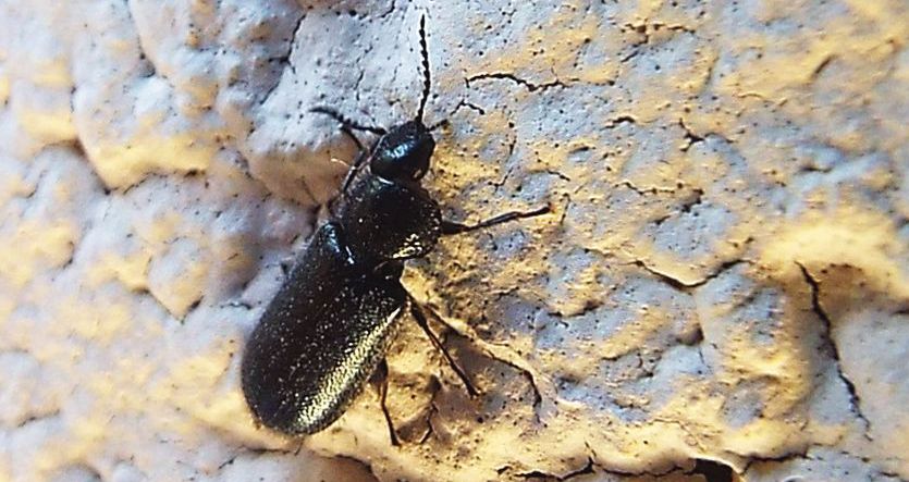 Aplocnemus sp., femmina  (Dasytidae)