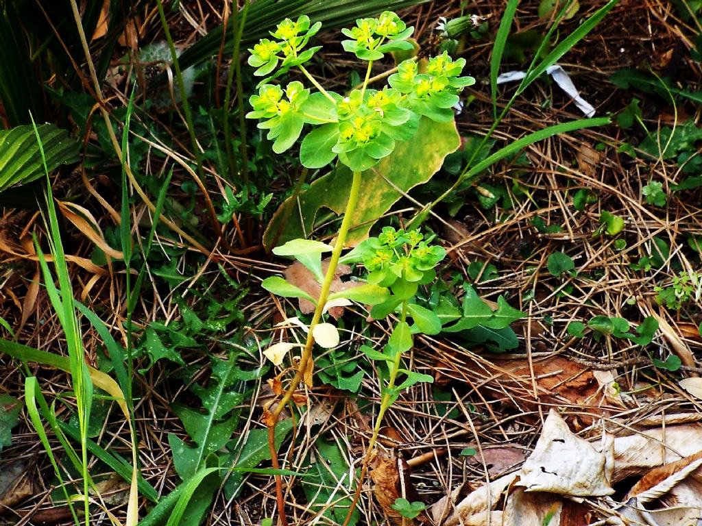 Euphorbia helioscopia (Euphorbiaceae)