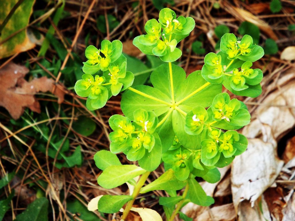 Euphorbia helioscopia (Euphorbiaceae)