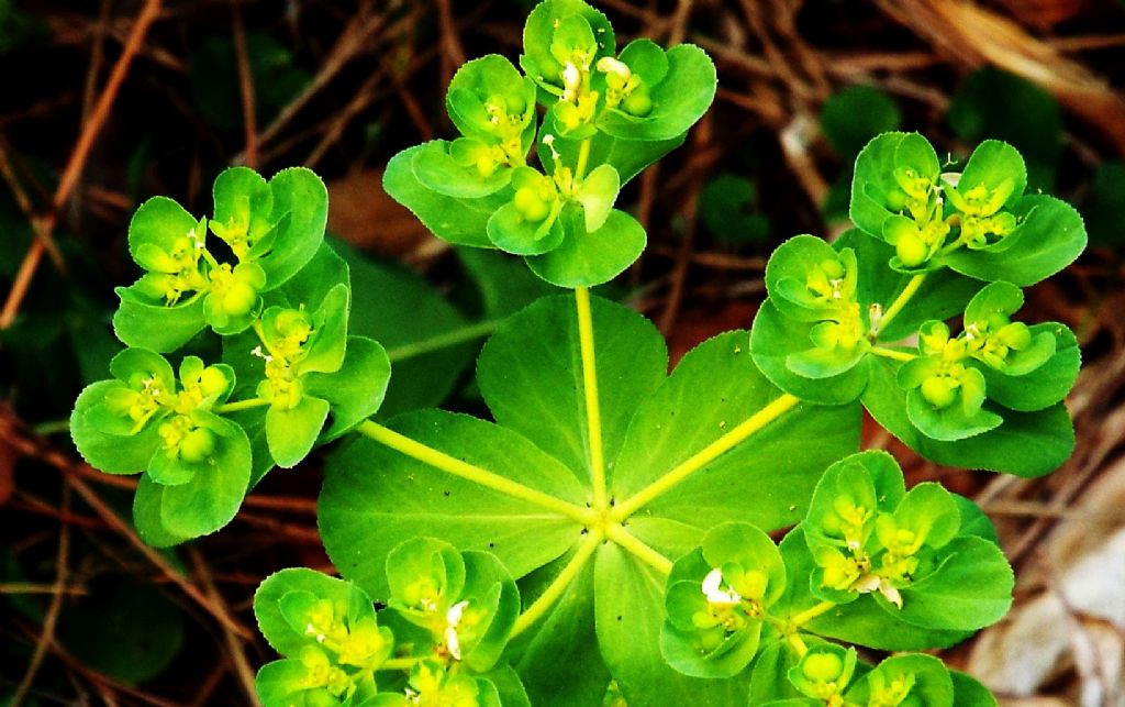 Euphorbia helioscopia (Euphorbiaceae)