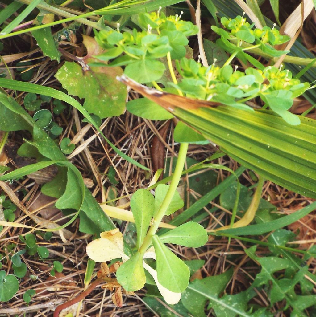 Euphorbia helioscopia (Euphorbiaceae)