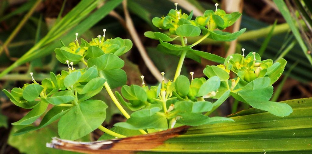 Euphorbia helioscopia (Euphorbiaceae)