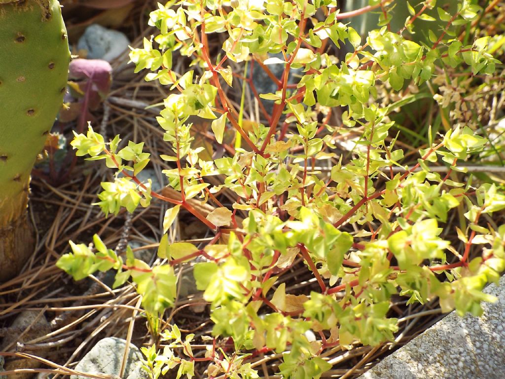 Euphorbia peplus (Euphorbiaceae)