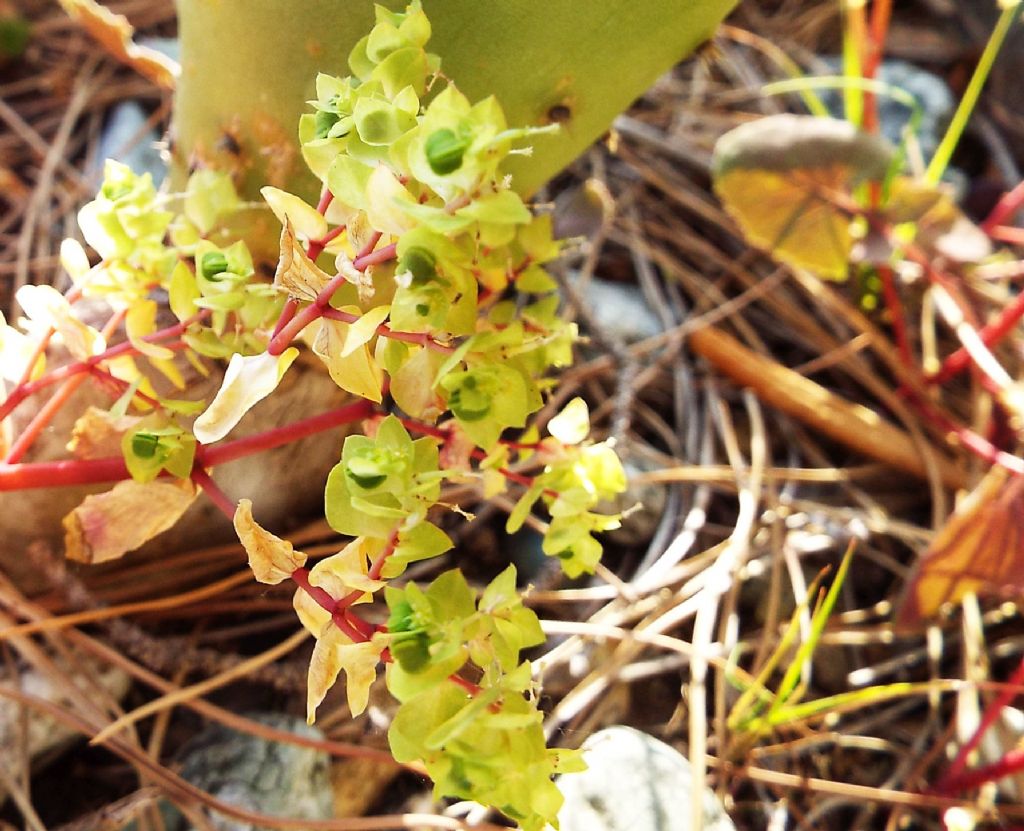 Euphorbia peplus (Euphorbiaceae)