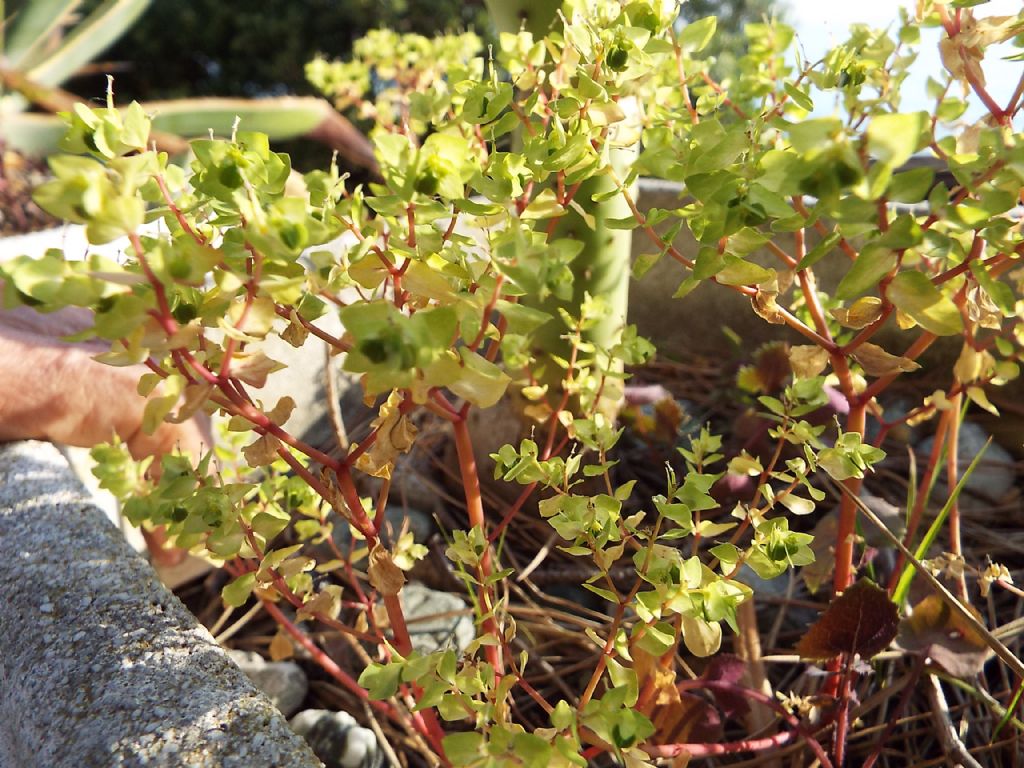 Euphorbia peplus (Euphorbiaceae)