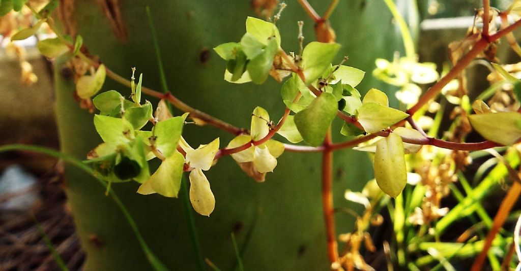 Euphorbia peplus (Euphorbiaceae)