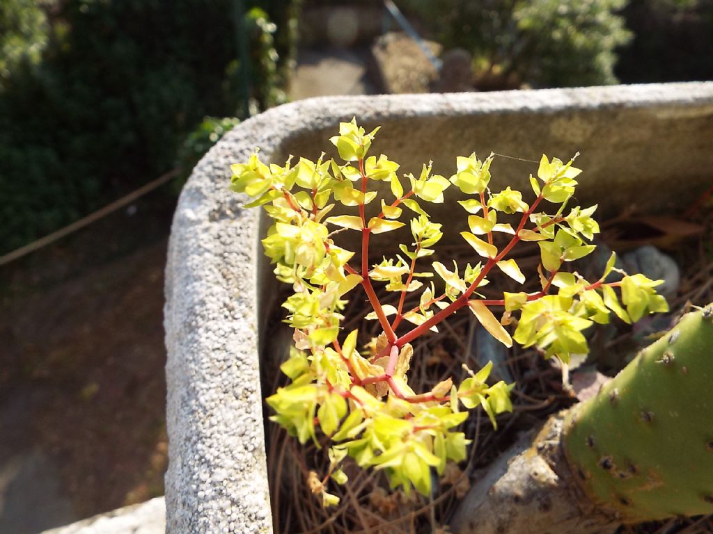 Euphorbia peplus (Euphorbiaceae)