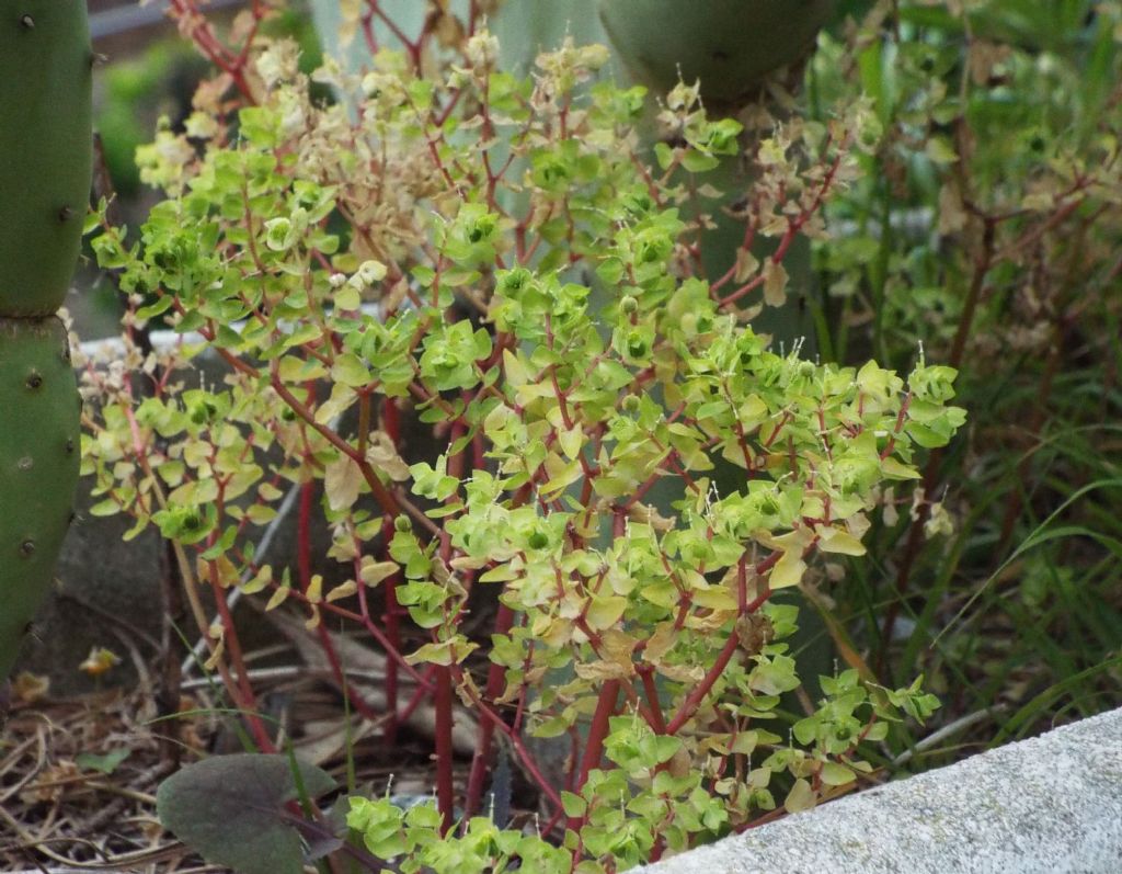 Euphorbia peplus (Euphorbiaceae)