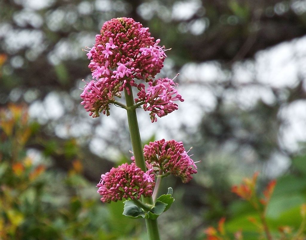 Valeriana: Centranthus ruber (Caprifoliaceae)