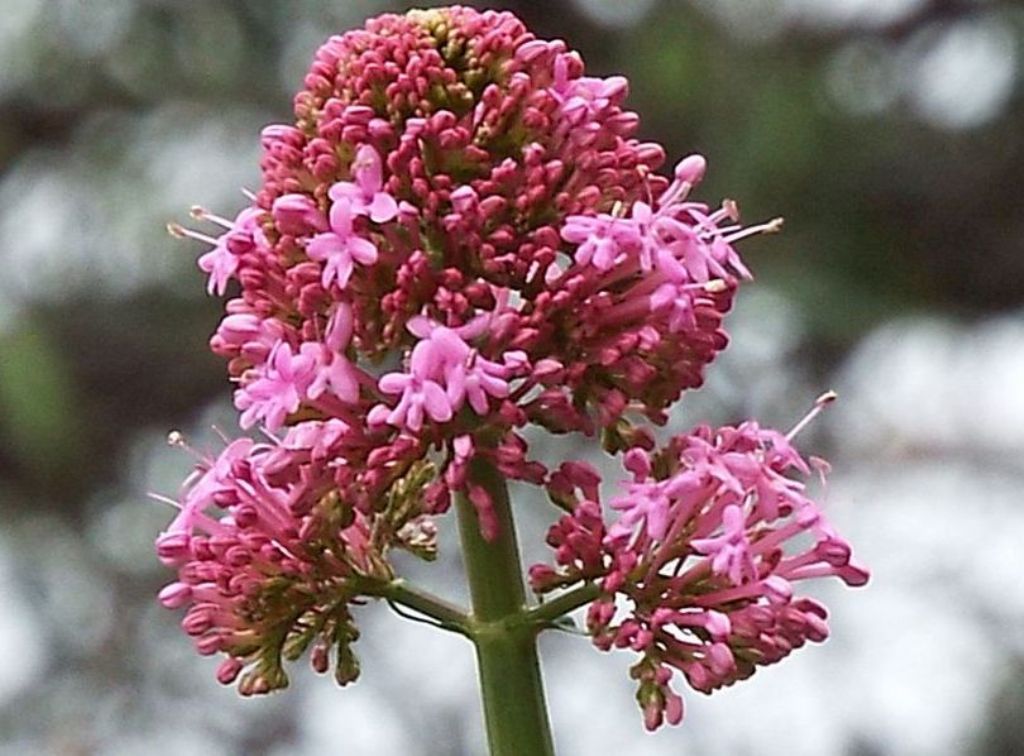 Valeriana: Centranthus ruber (Caprifoliaceae)