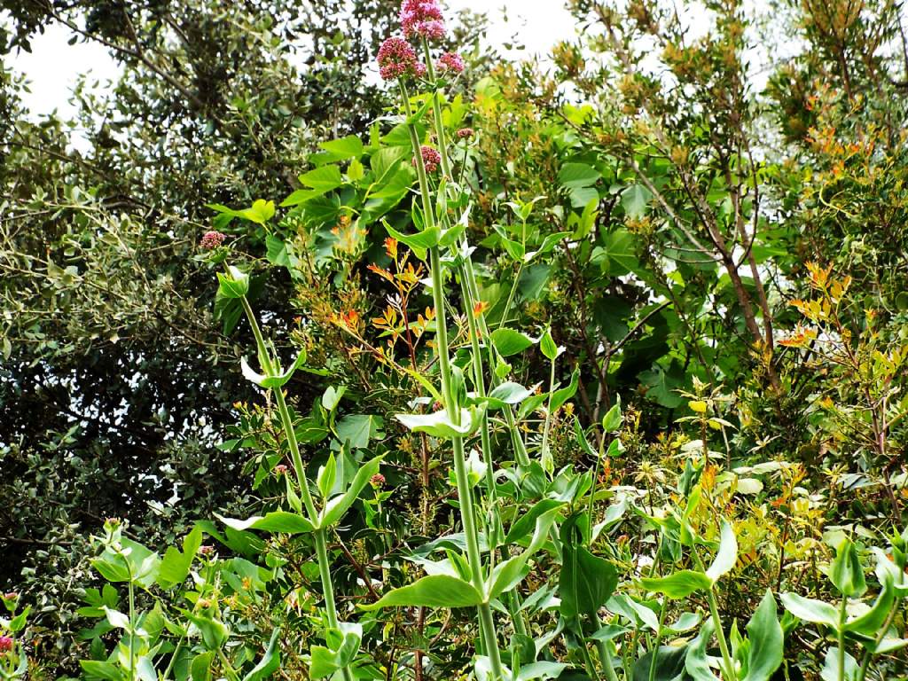 Valeriana: Centranthus ruber (Caprifoliaceae)