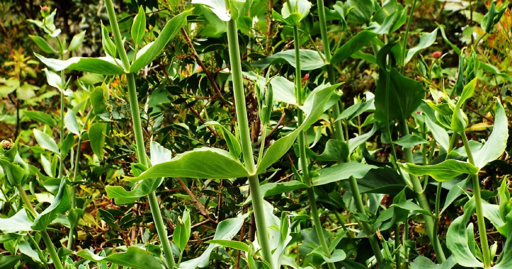 Valeriana: Centranthus ruber (Caprifoliaceae)