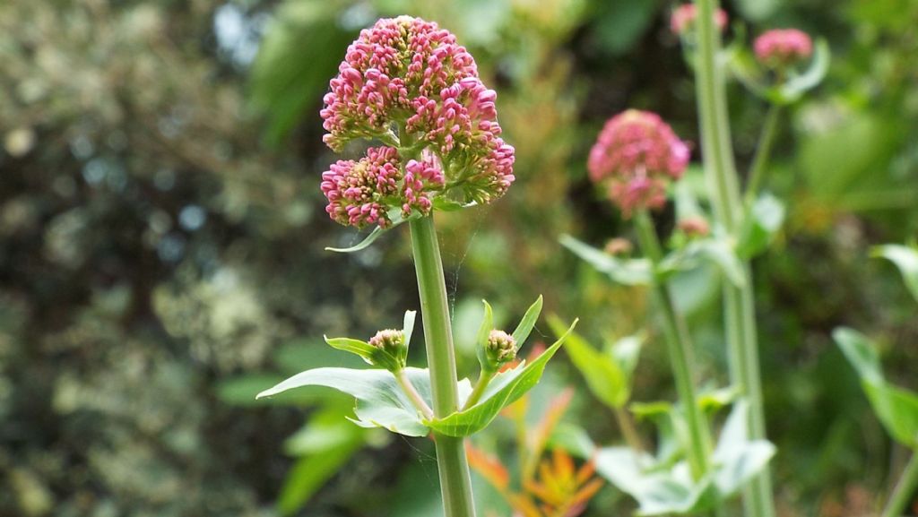 Valeriana: Centranthus ruber (Caprifoliaceae)