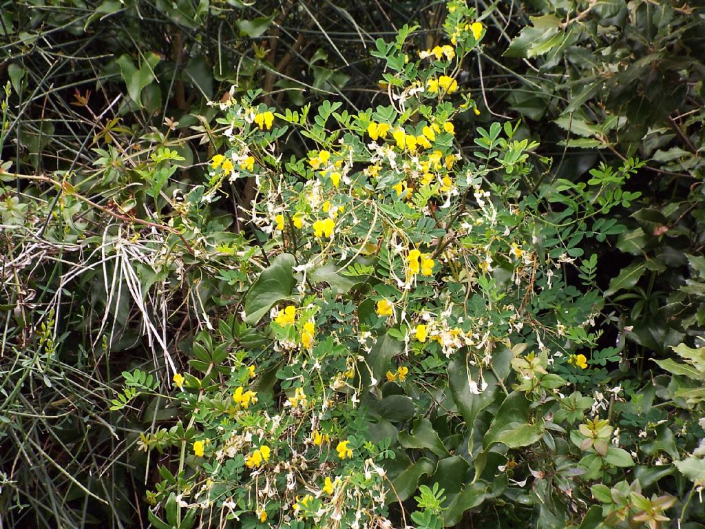 Fabaceae:  Emerus major