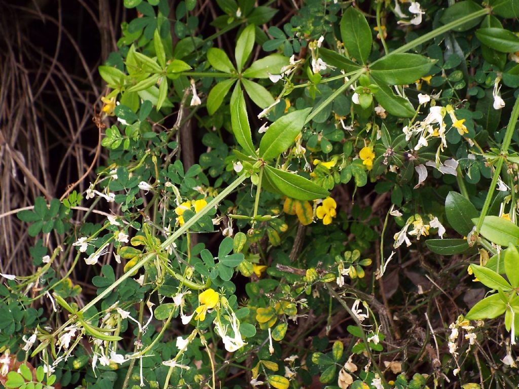 Fabaceae:  Emerus major