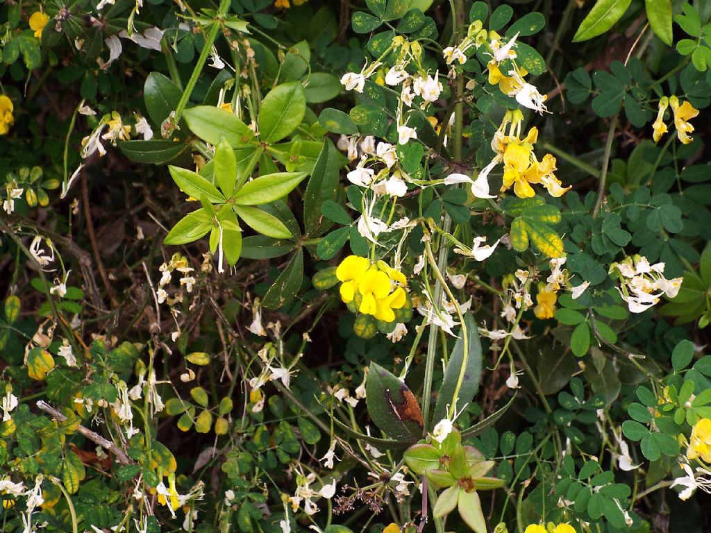 Fabaceae:  Emerus major