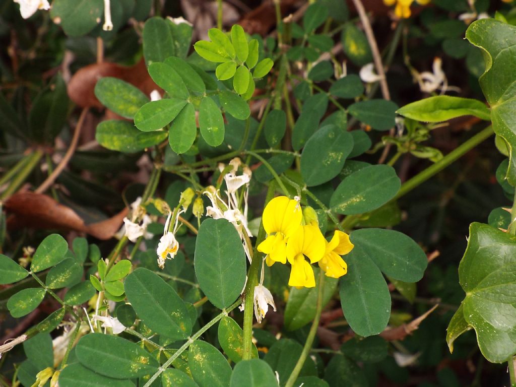 Fabaceae:  Emerus major