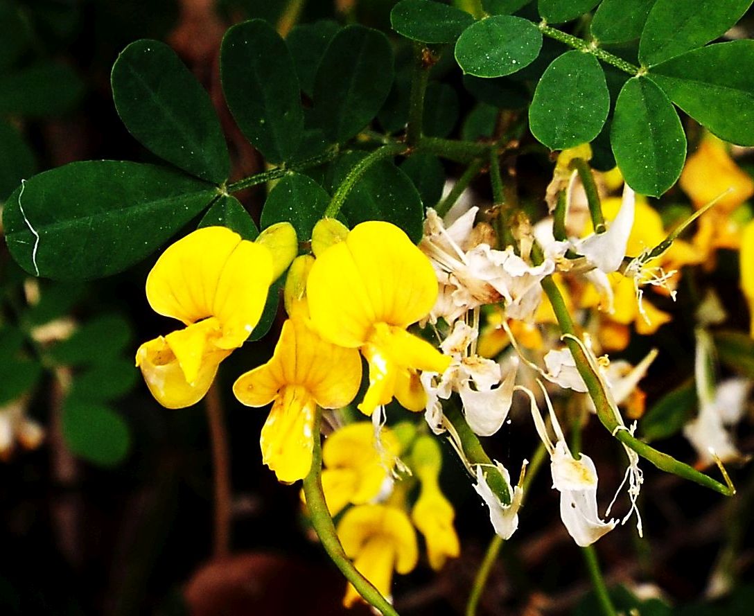 Fabaceae:  Emerus major