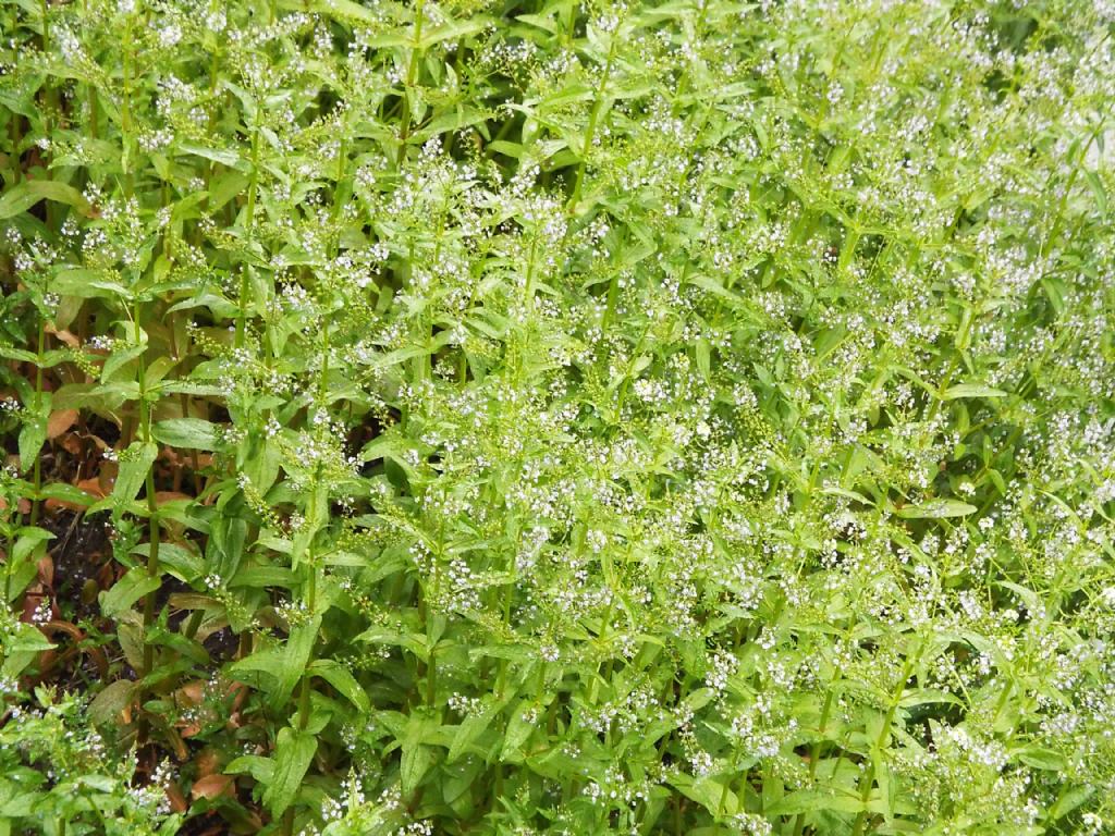 Veronica anagallis-aquatica