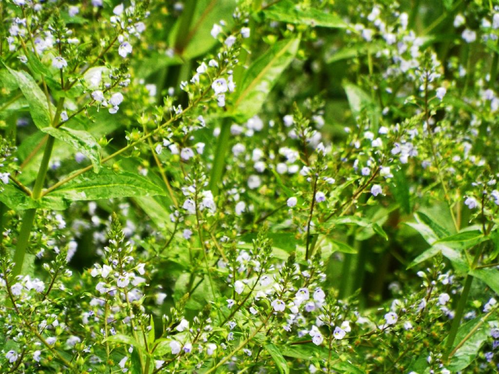 Veronica anagallis-aquatica