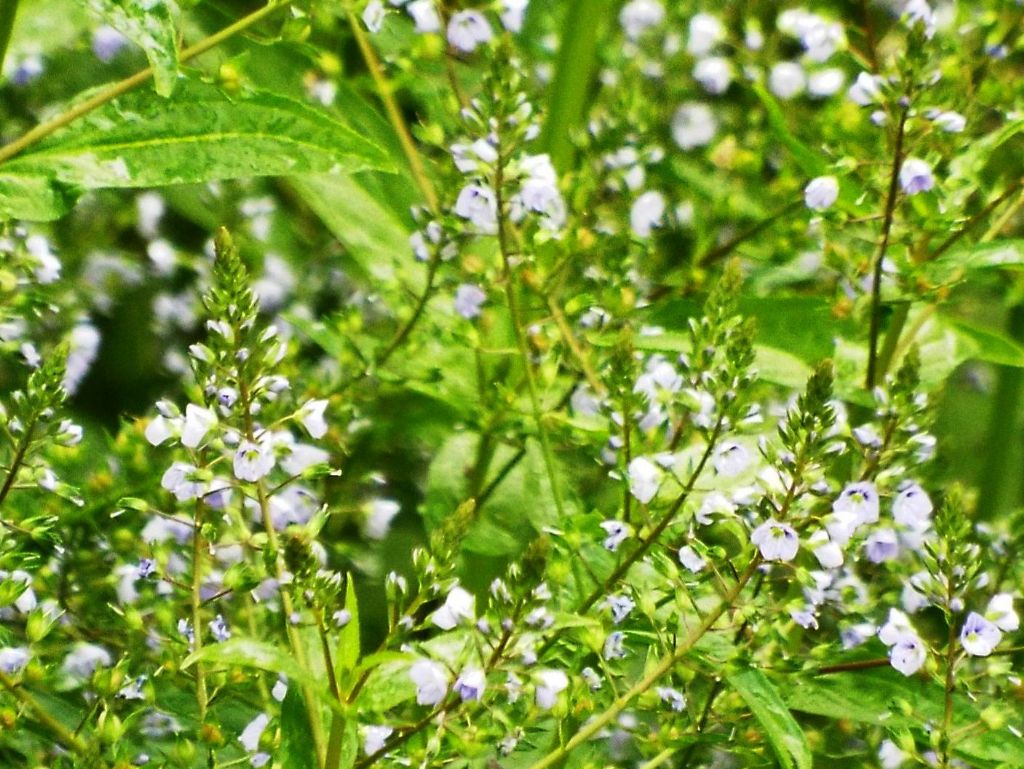 Veronica anagallis-aquatica